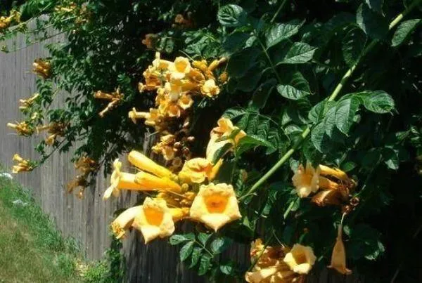 Campsis radicans Flava | Yellow Trumpet Vine | 50 Seeds