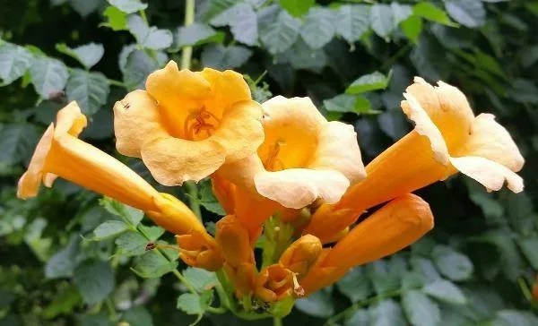 Campsis radicans Flava | Yellow Trumpet Vine | 50 Seeds