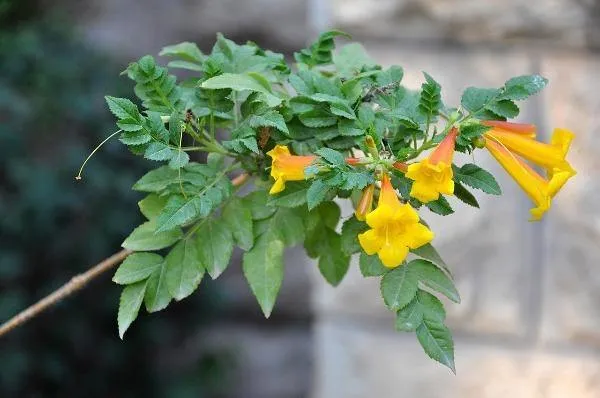 Campsis radicans Flava | Yellow Trumpet Vine | 50 Seeds