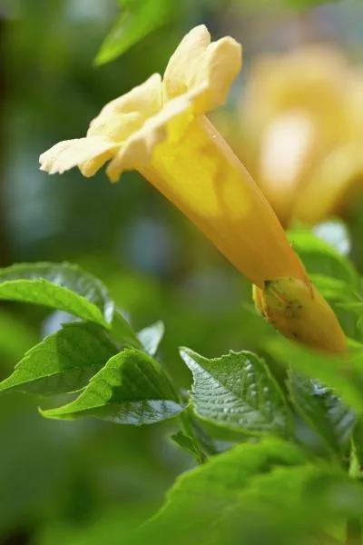 Campsis radicans Flava | Yellow Trumpet Vine | 50 Seeds