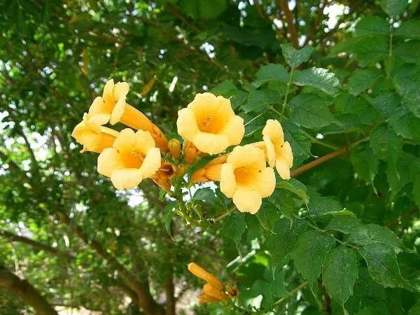 Campsis radicans Flava | Yellow Trumpet Vine | 50 Seeds