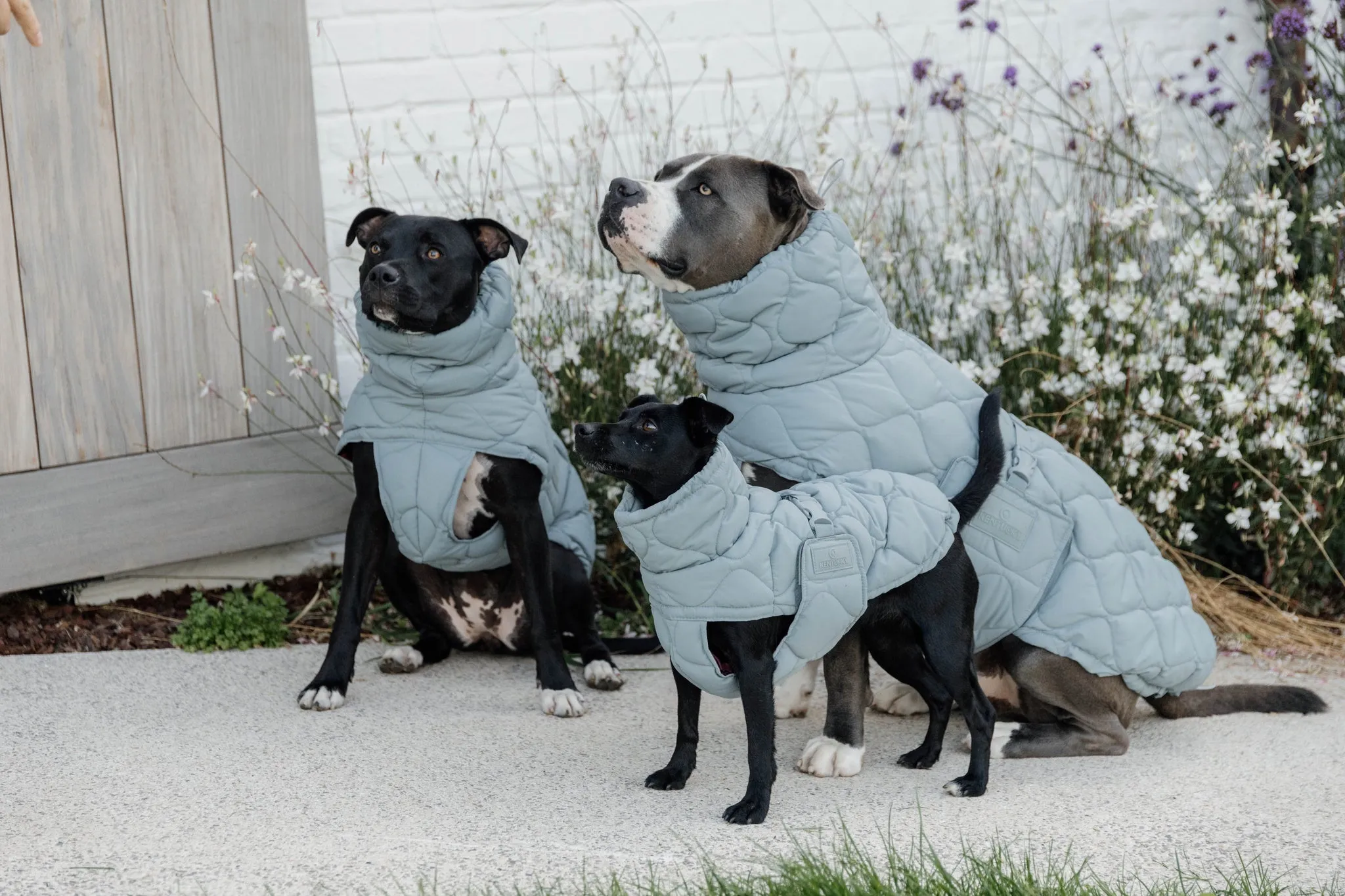 Dog Coat Winter Pina