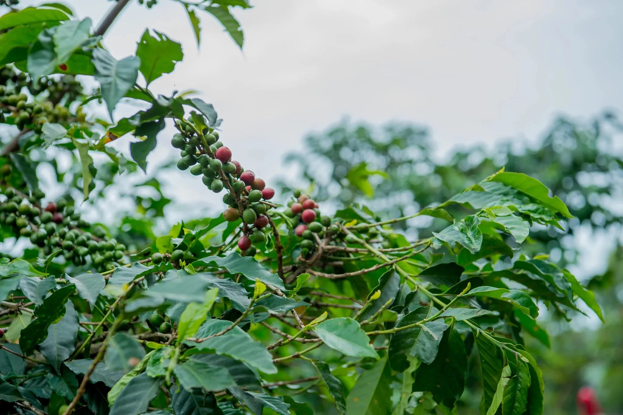 Noni’s Coffee Rostery “Stroudie”  250g